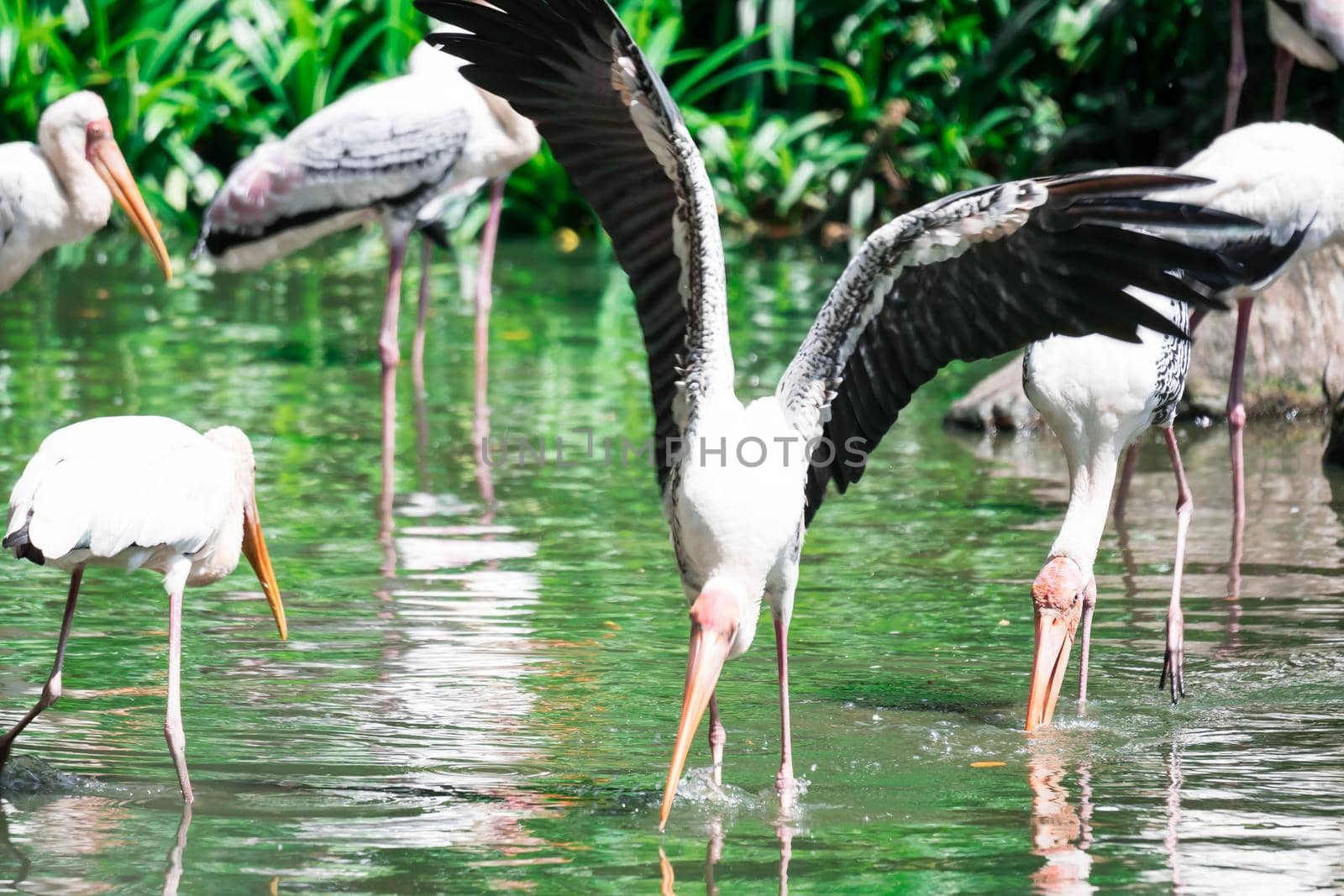 Flock of Yellow billed stork, (Mycteria ibis), fishing in water in a lake