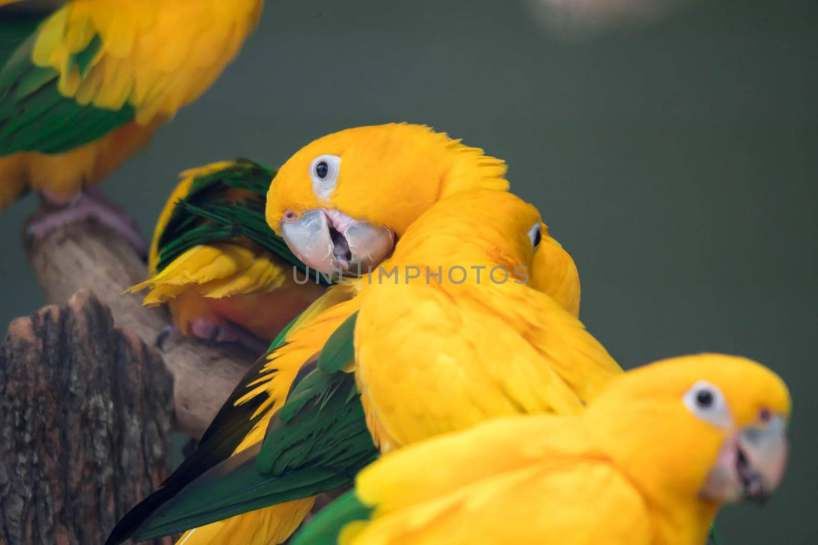 A Lovely sun conure parrot birds on the perch. flock of colorful sun conure parrot birds interacting.