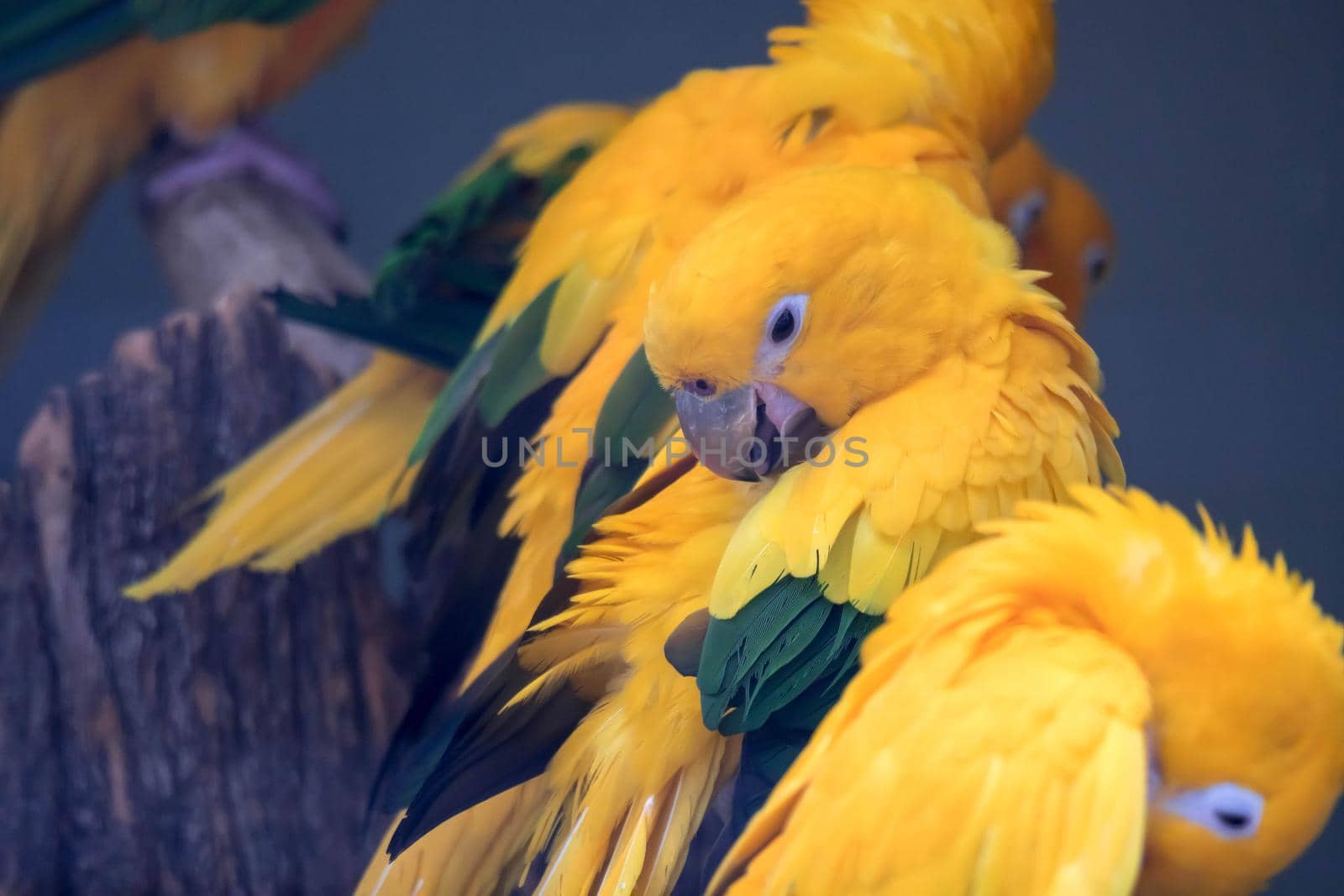 Lovely sun conure parrot birds on the perch. flock of colorful sun conure parrot birds interacting.  by billroque