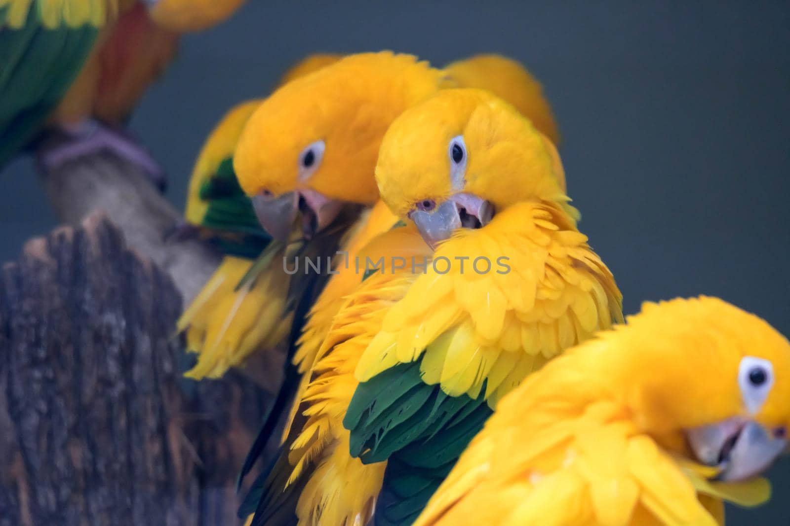 A Lovely sun conure parrot birds on the perch. flock of colorful sun conure parrot birds interacting.