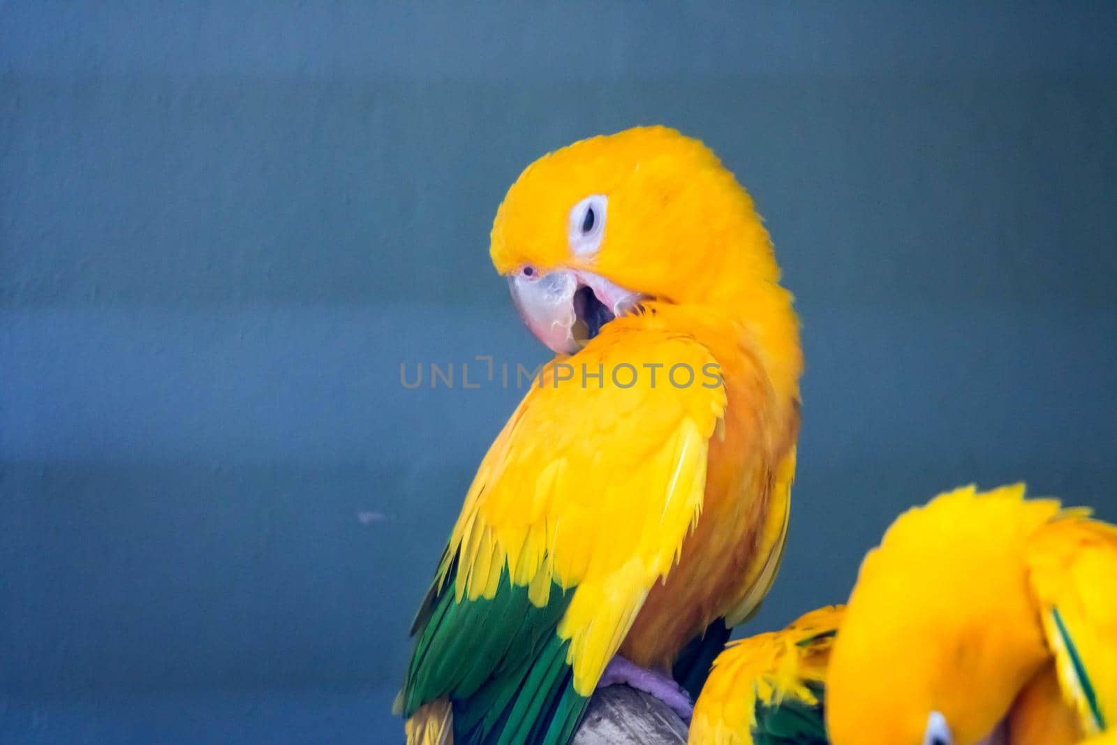 Group of cute pet parrots Sun Conure (Aratinga solstitialis) perched on the log