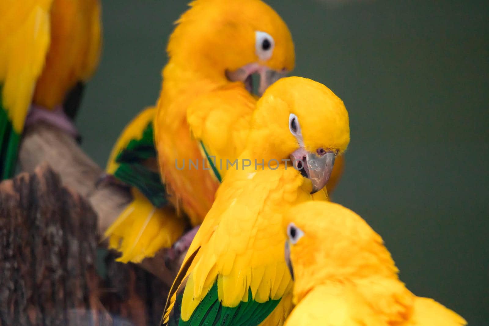 Group of cute pet parrots Sun Conure (Aratinga solstitialis) perched on the log