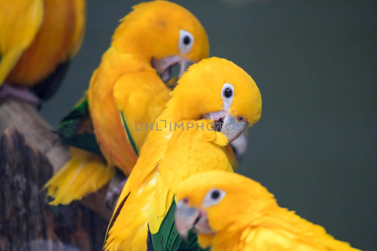 A group of cute pet parrots Sun Conure (Aratinga solstitialis) perched on the log by billroque