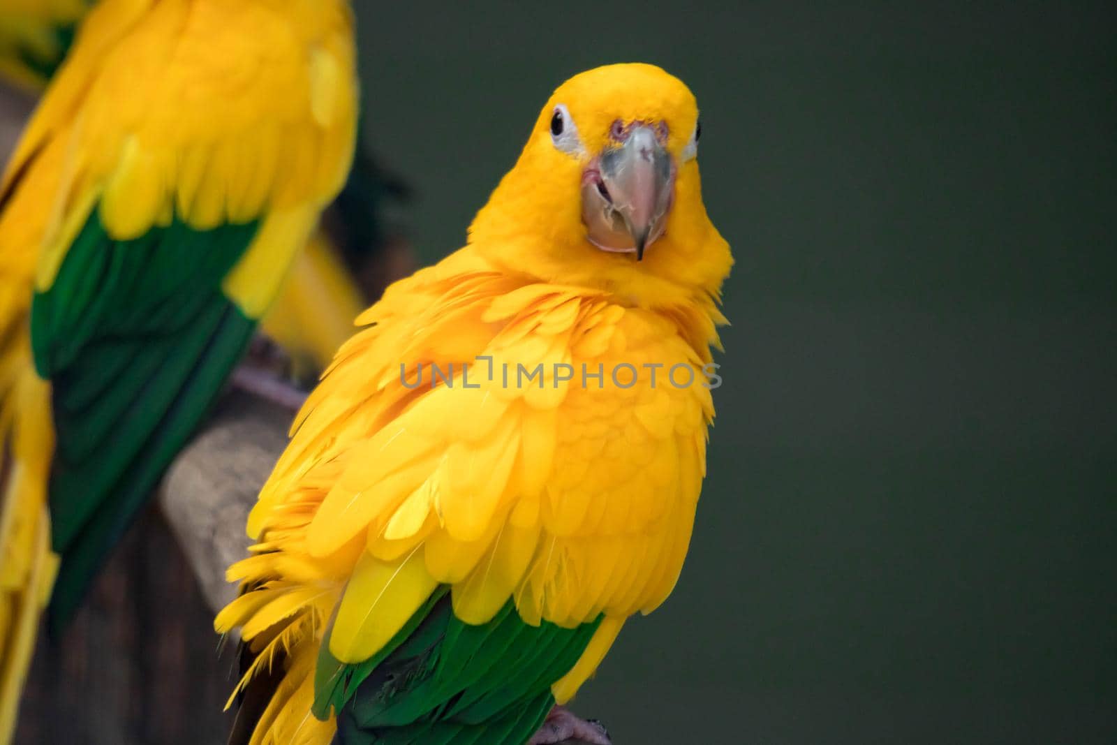 Group of cute pet parrots Sun Conure (Aratinga solstitialis) perched on the log