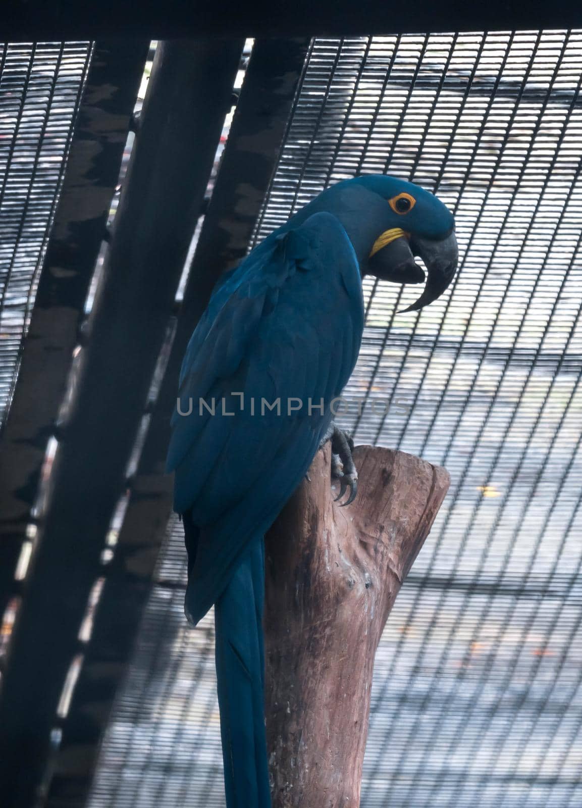 Blue and yellow Hyacinth Macaw (parrot) perched on a tree branch by billroque