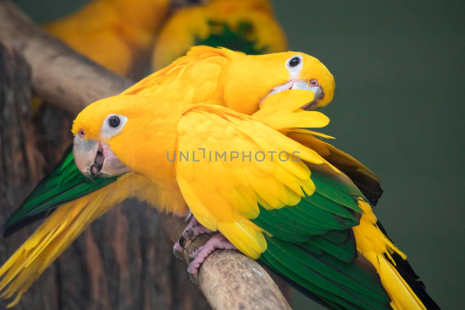 Group of cute pet parrots Sun Conure (Aratinga solstitialis) perched on the log