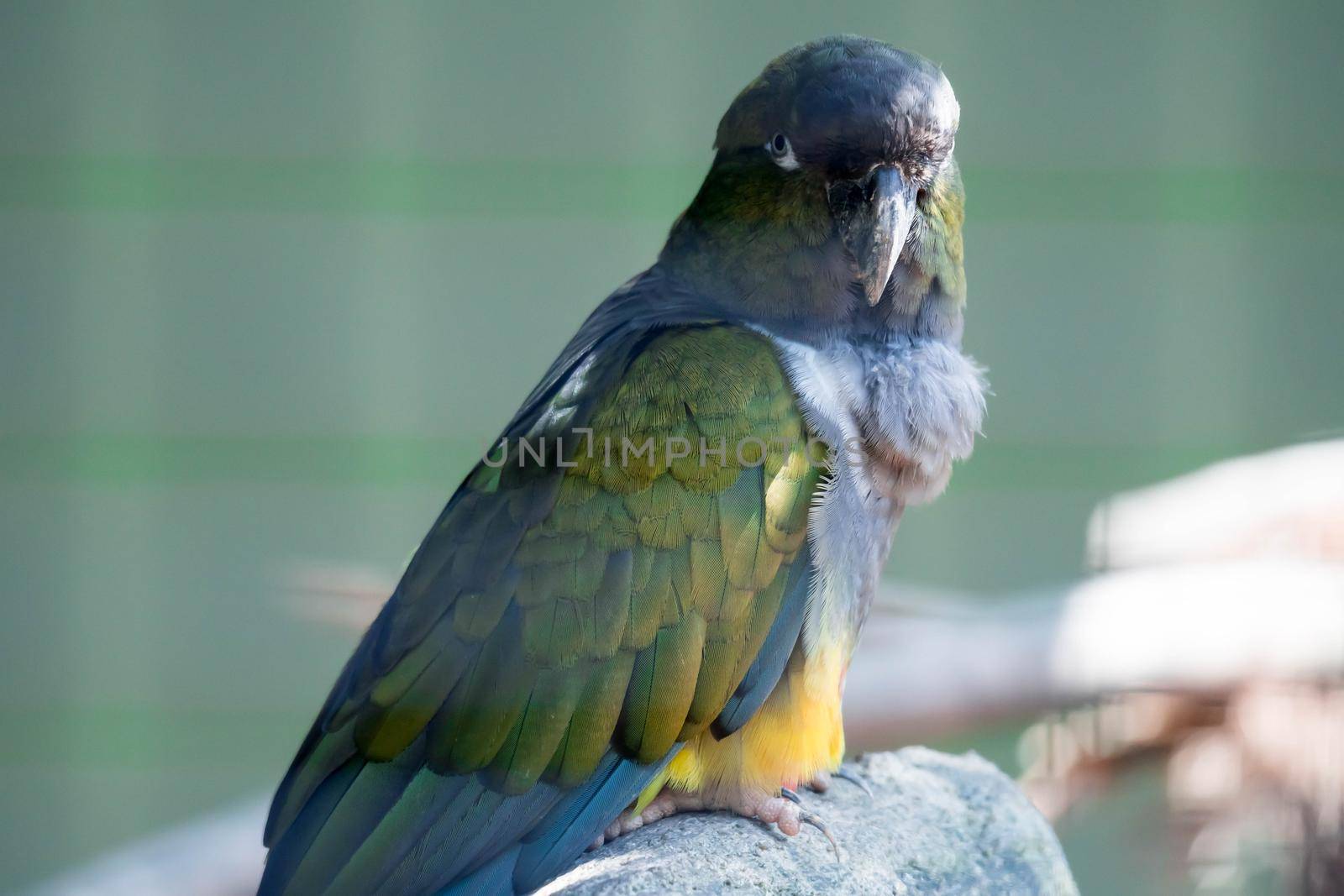 A Burrowing parrot (Cyanoliseus patagonus) or Burrowing parakeet also known as the Patagonian conure, portait.