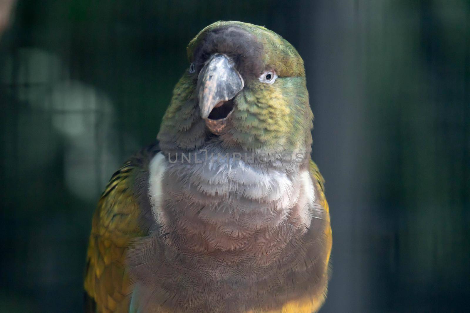 Burrowing parrot (Cyanoliseus patagonus) or Burrowing parakeet also known as the Patagonian conure, portait. by billroque