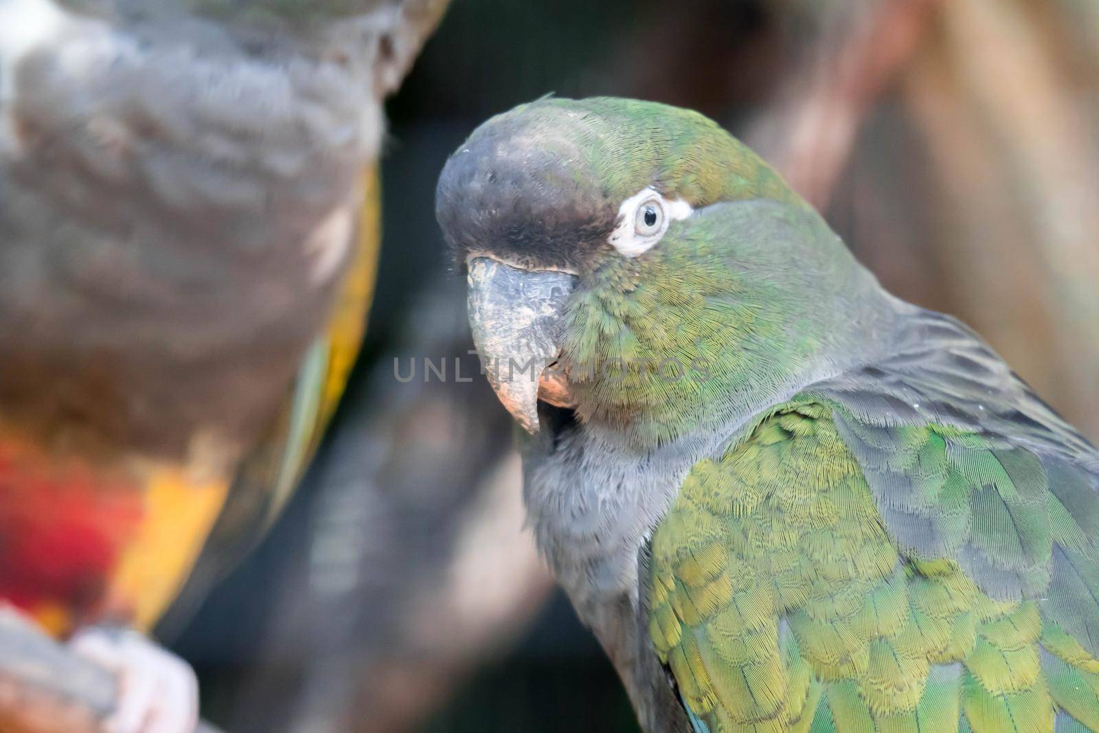 Burrowing parrot (Cyanoliseus patagonus) or Burrowing parakeet also known as the Patagonian conure, portait. by billroque