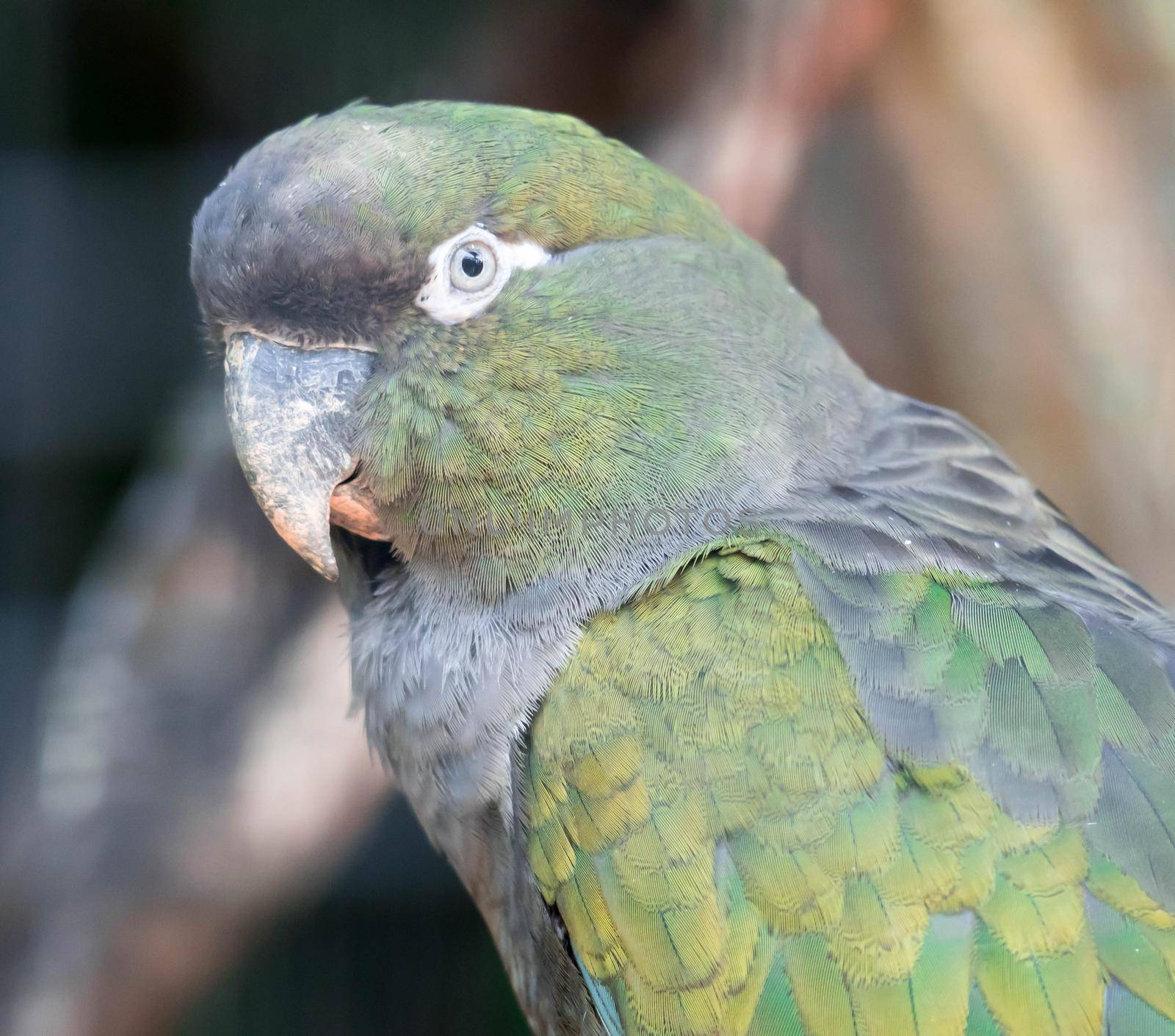 A Portrait Burrowing Parrot (Cyanoliseus patagonus) on the green blurry background