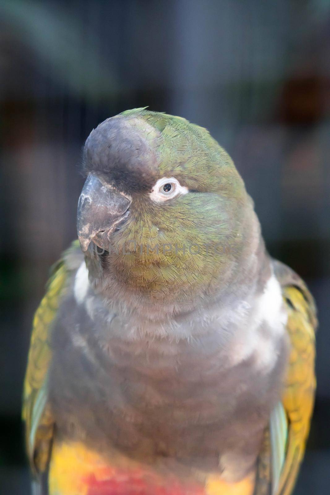 Portrait Burrowing Parrot (Cyanoliseus patagonus) on the blue sky background by billroque