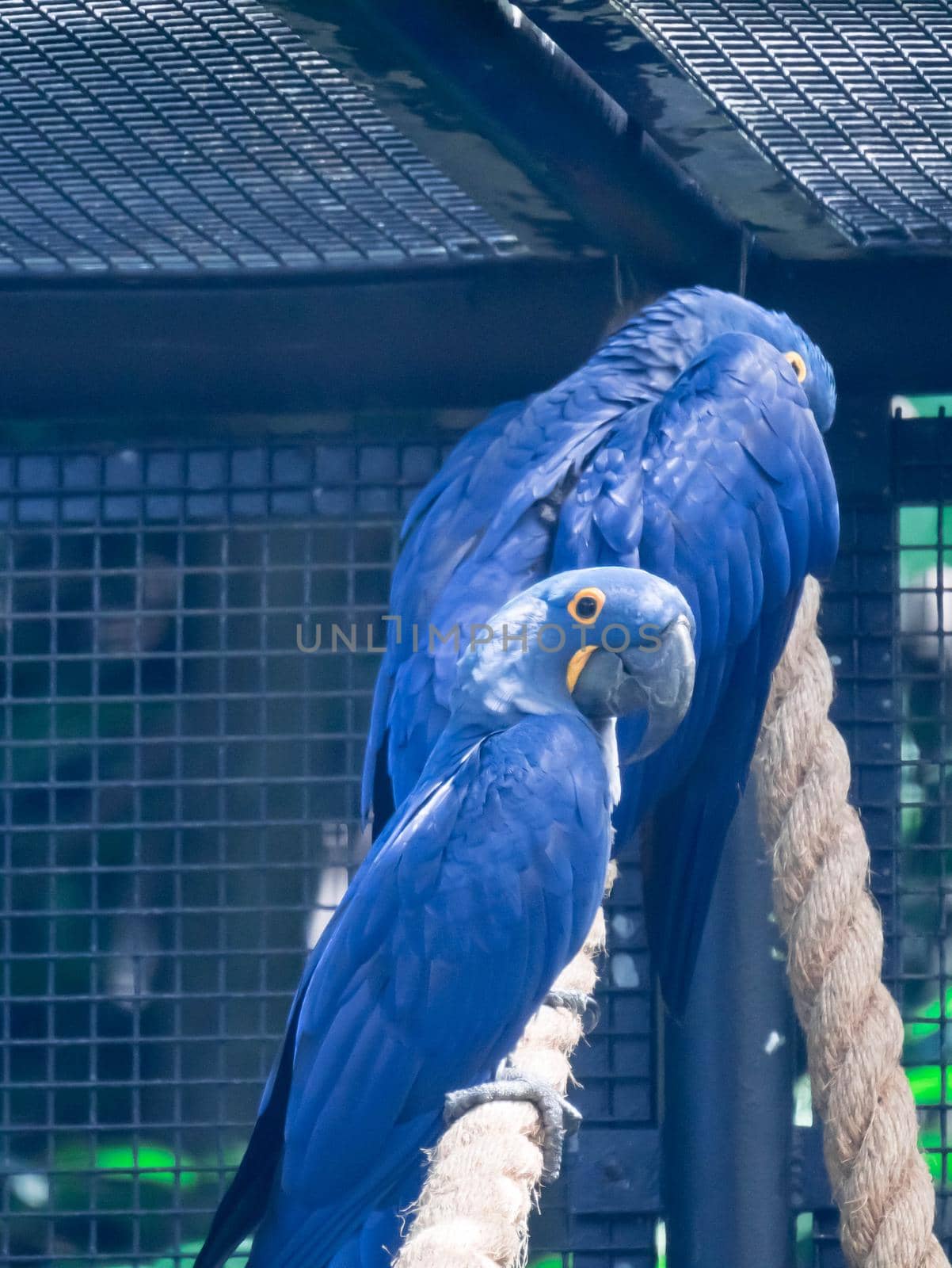 A Blue and yellow Hyacinth Macaw (parrot) perched on a tree branch