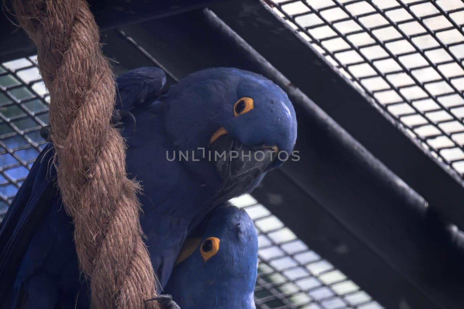 Blue and yellow Hyacinth Macaw (parrot) perched on a tree branch by billroque