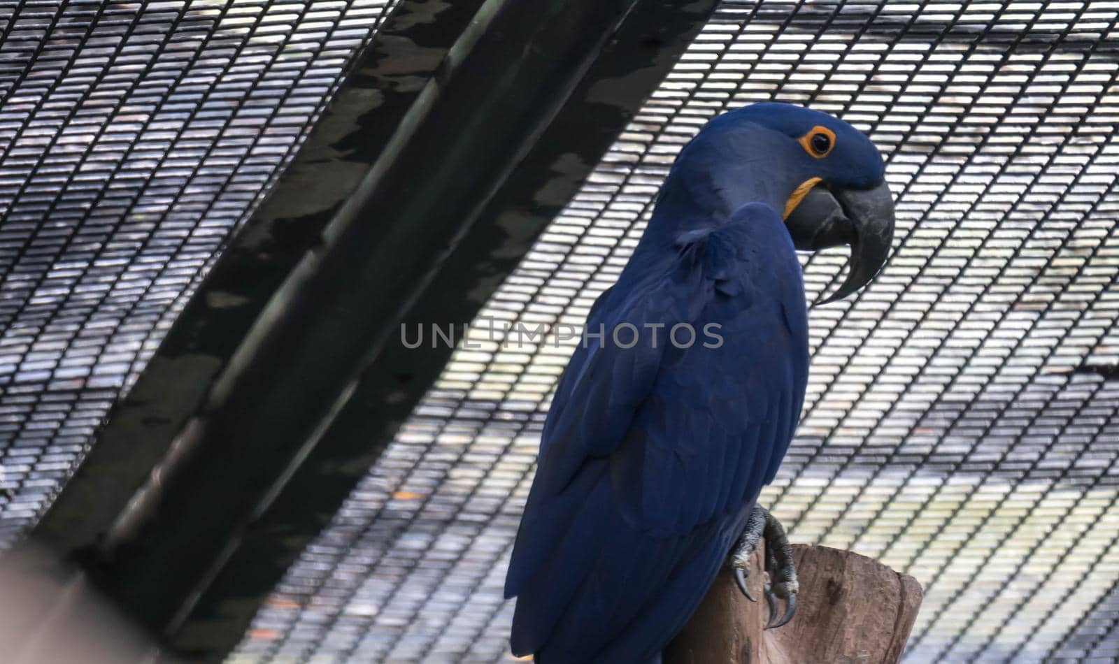 Blue and yellow Hyacinth Macaw (parrot) perched on a tree branch by billroque