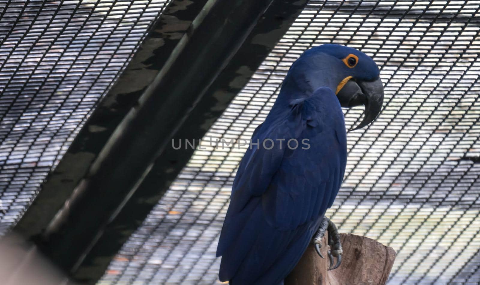 A Blue and yellow Hyacinth Macaw (parrot) perched on a tree branch