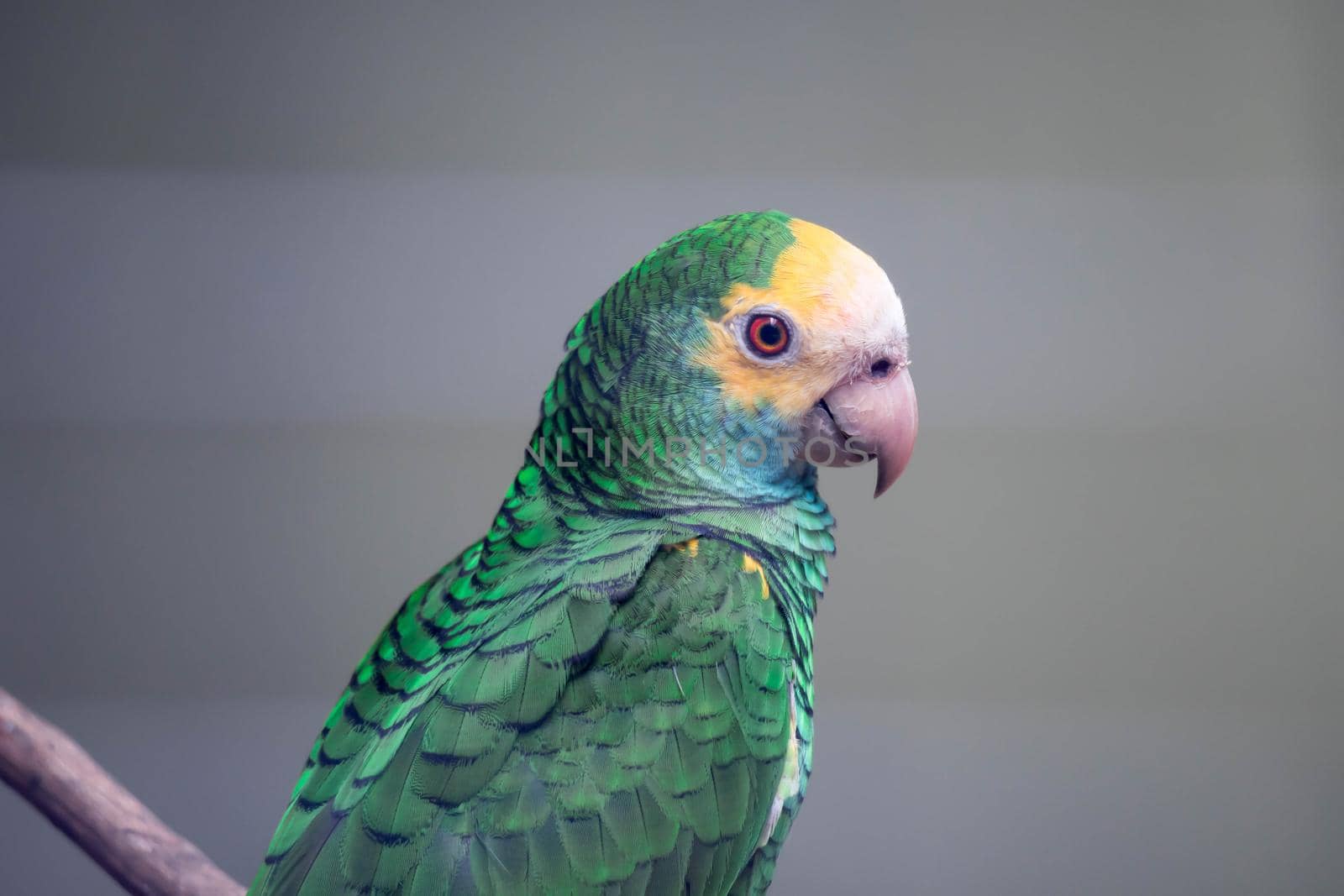 Yellow-headed amazon close up. A close up view of the head and shoulders of a lovely yellow-headed amazon parrot. by billroque