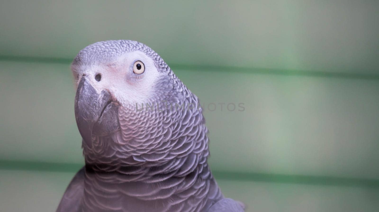 An African Grey Parrot - Psittacus erithacus in a green blurry background