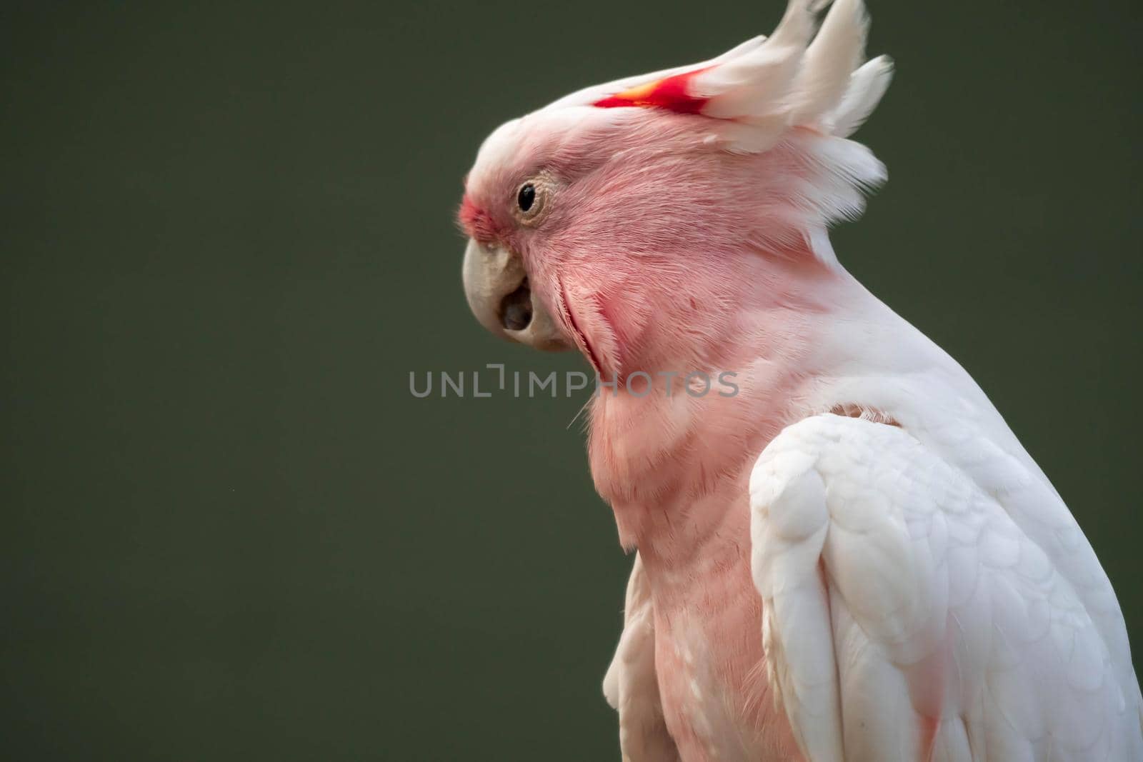 Major Mitchell's cockatoo (Lophochroa leadbeateri), Pink parrot, often seen in Australia by billroque