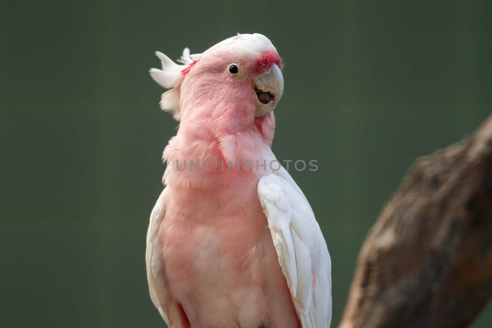 A Major Mitchell's cockatoo (Lophochroa leadbeateri), Pink parrot, often seen in Australia