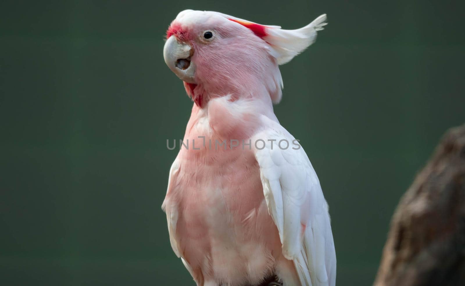 Major Mitchell Cockatoo also known as Leadbeater's Cockatoo or Pink Cockatoo by billroque