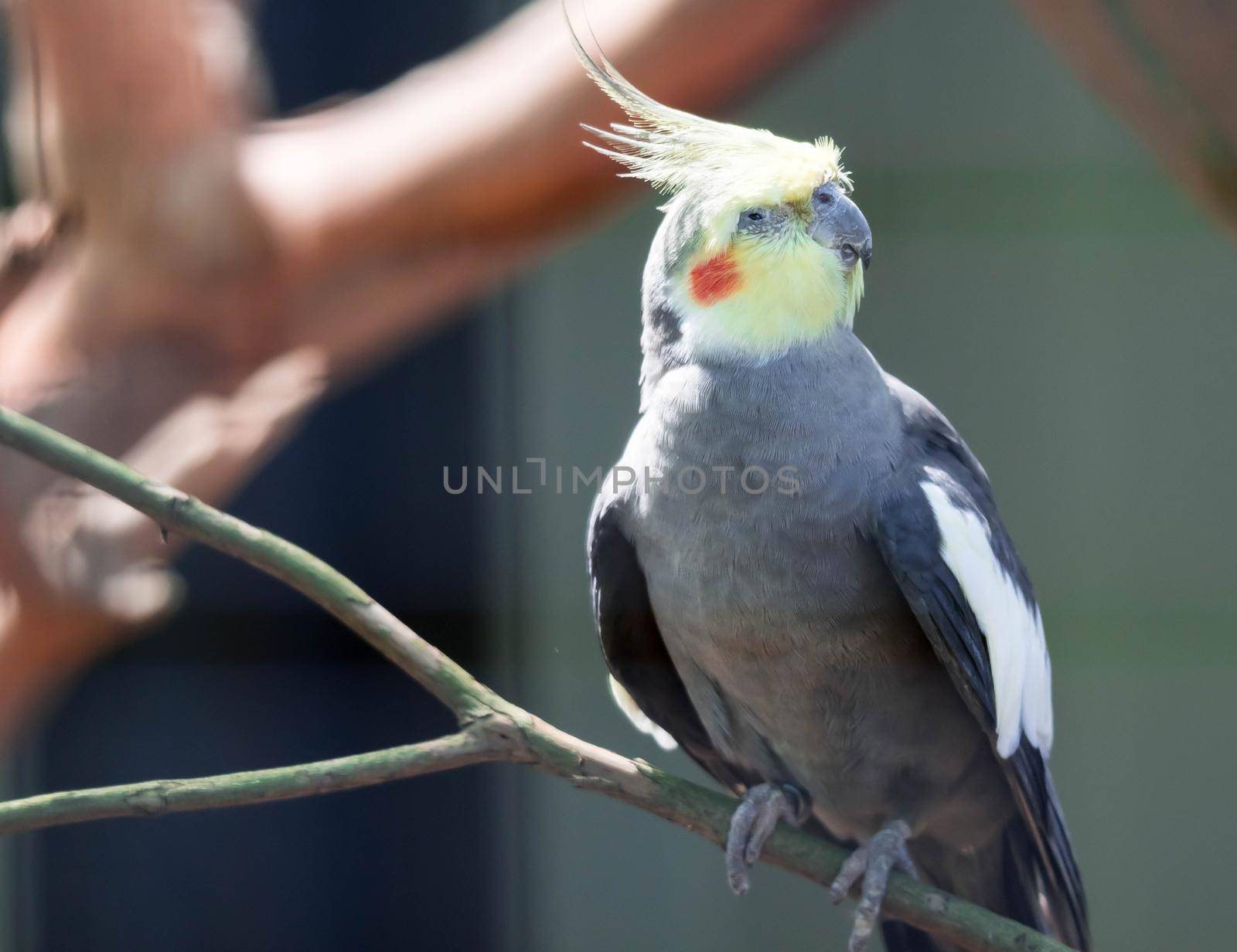 A Closeup of a Cockatiel (Nymphicus hollandicus) with blurry background