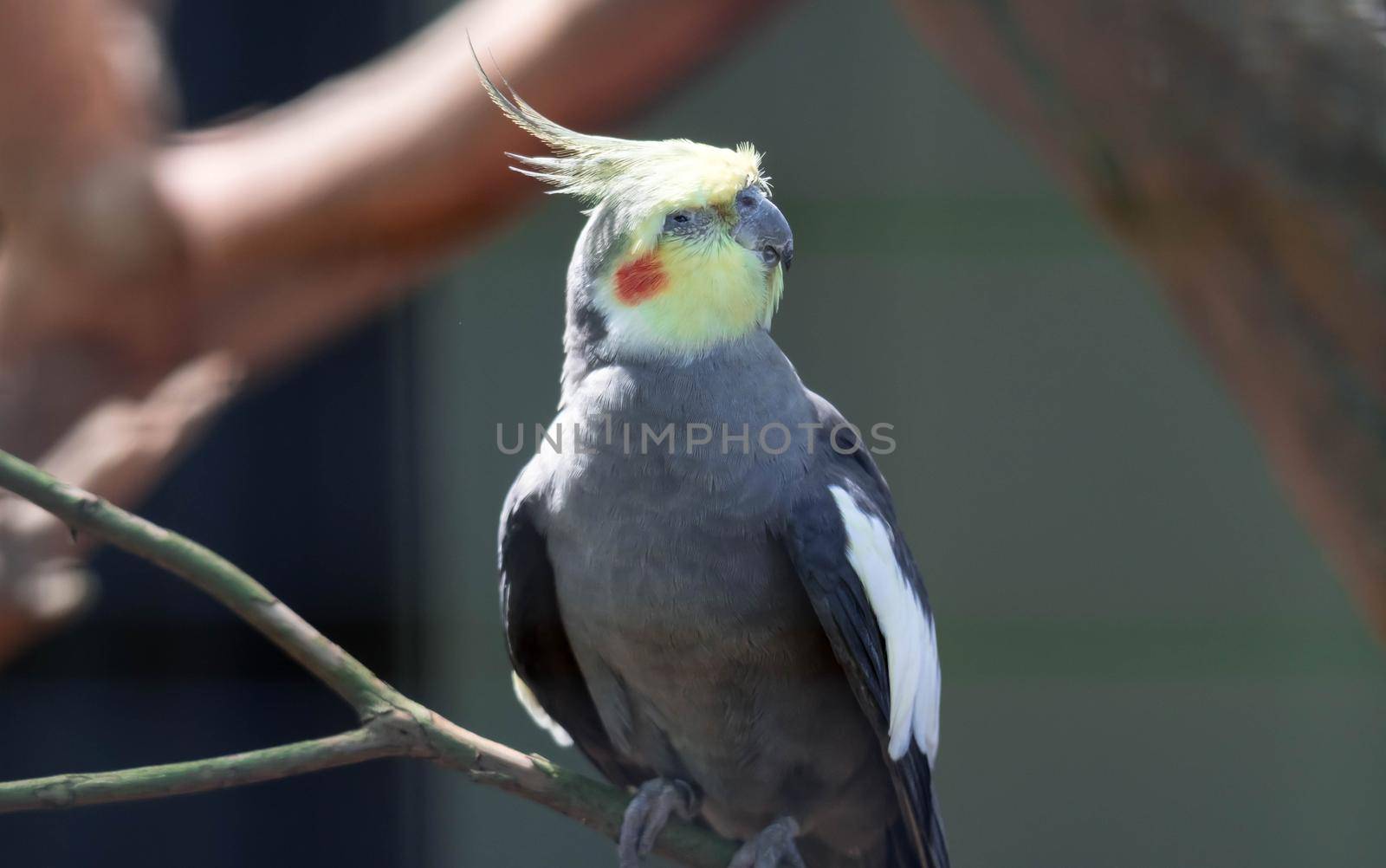 A cockatiel sitting on a branch in a cage, Nymphicus hollandicus