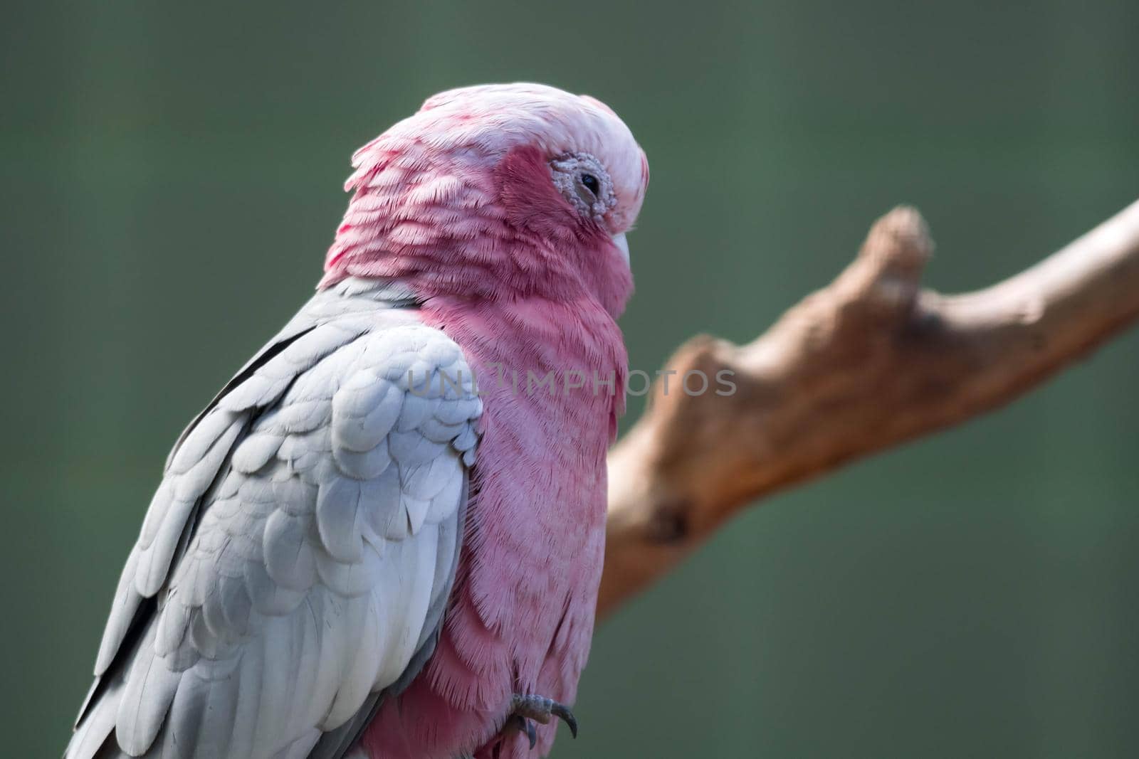 A Galah, Eolophus roseicapilla, also known as the Rose-breasted Cockatoo. Sitting on a branch by billroque