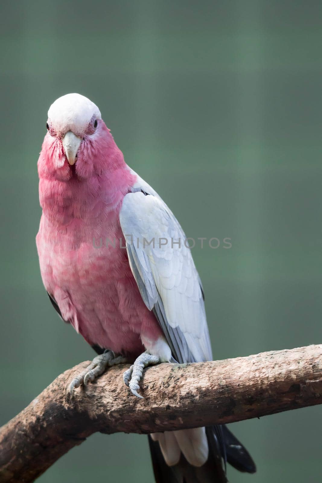 Galah, Eolophus roseicapilla, also known as the Rose-breasted Cockatoo. Sitting on a branch