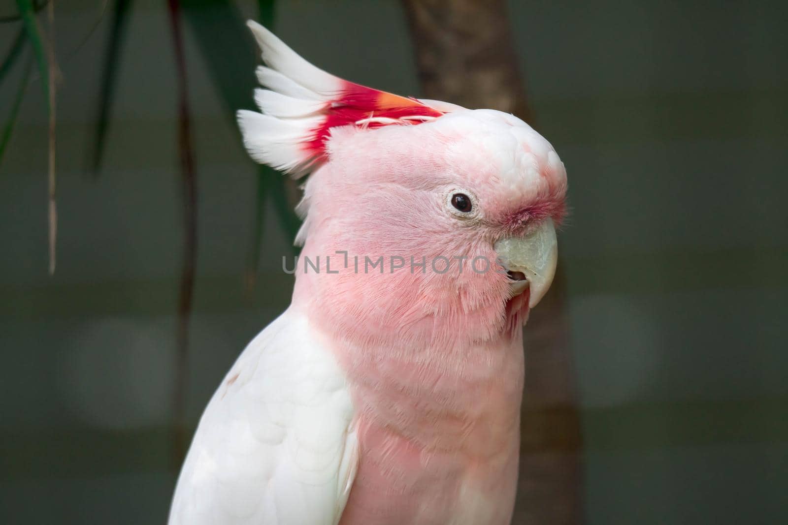 A Pink parrot head close up. Lophochroa leadbeateri Cacatua. Major Mitchell's Cockatoo. Lophocroa leadbeateri