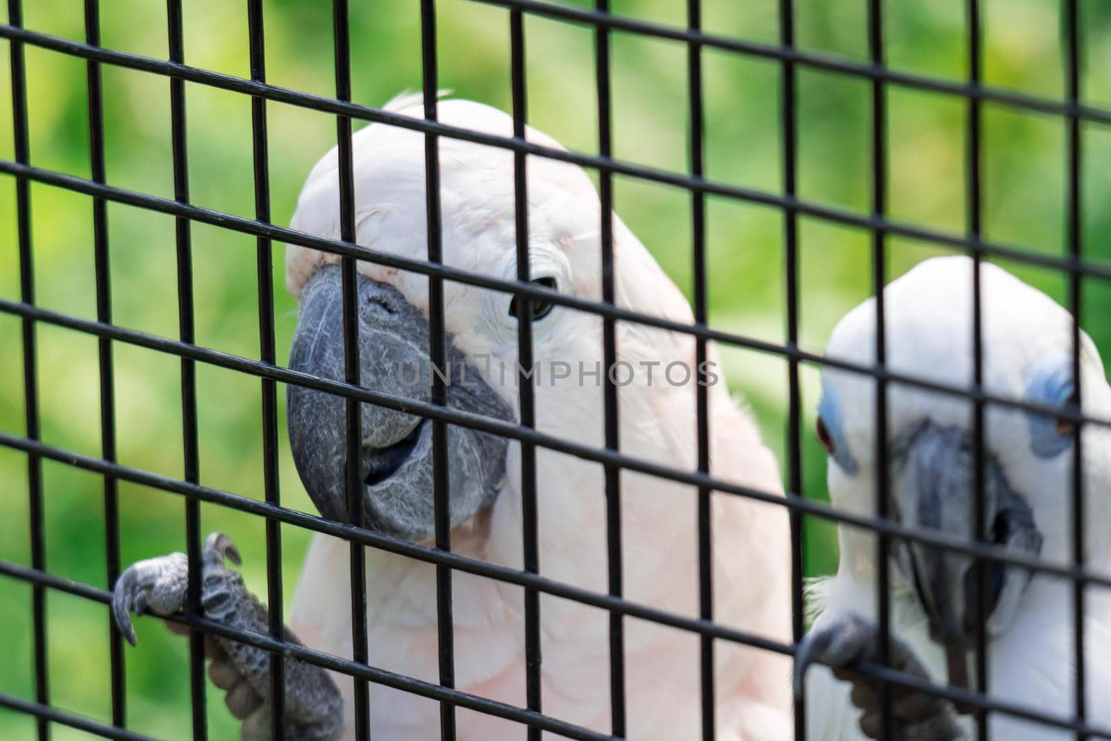 two white parrots inside a cage by billroque