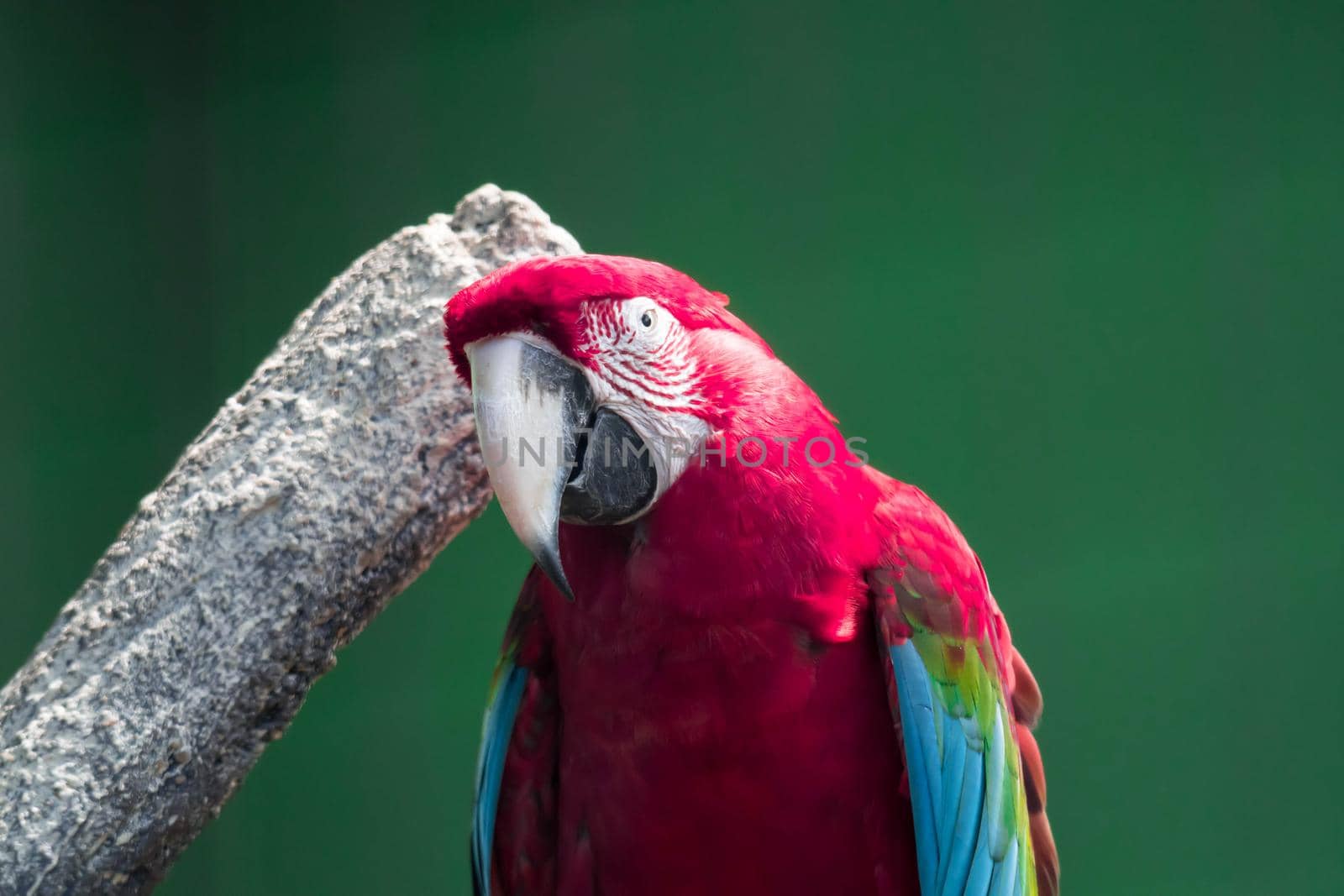 Scarlett Macaw bird parrot. Red and blue macaw by billroque