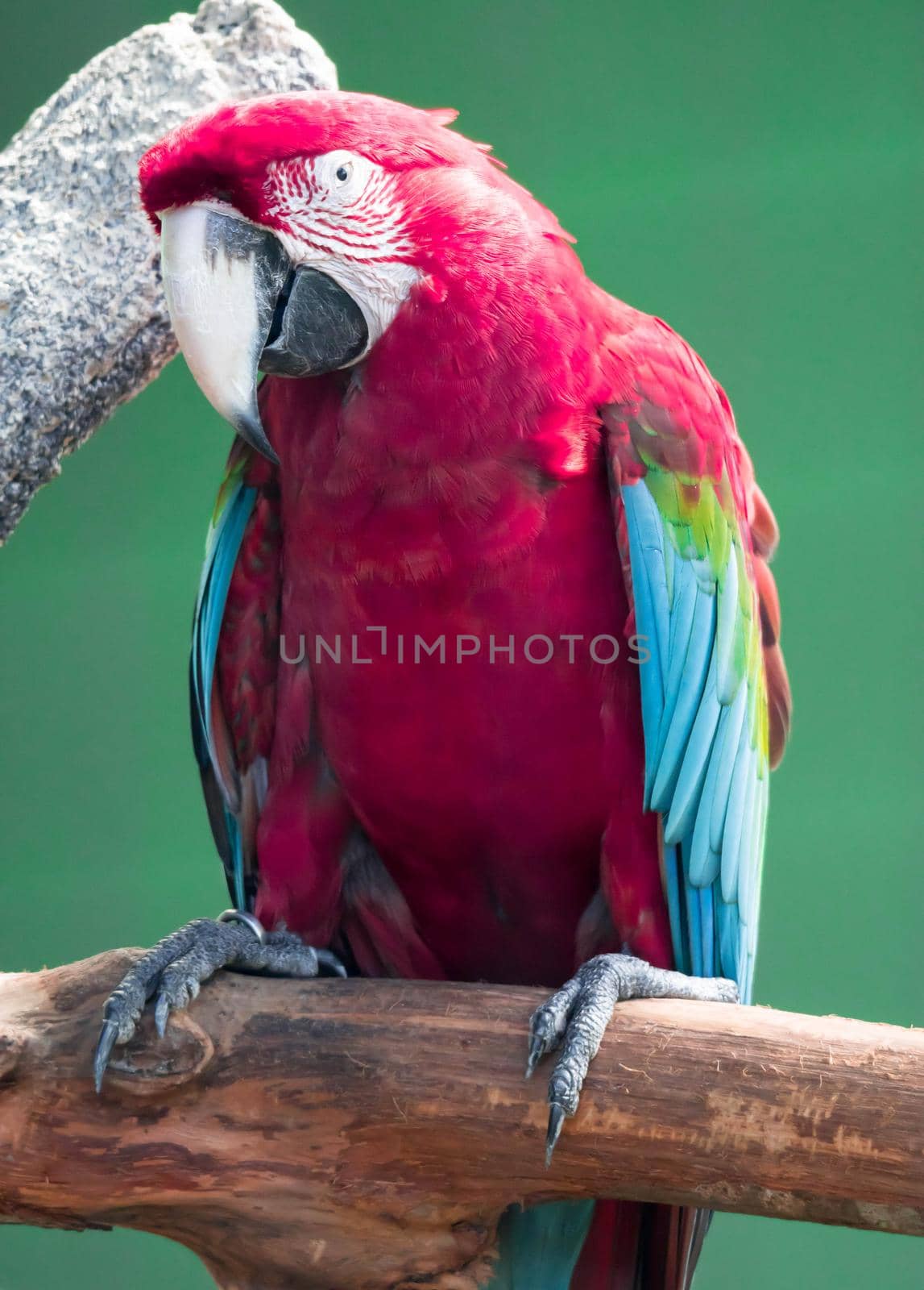 A Scarlett Macaw bird parrot looking curious