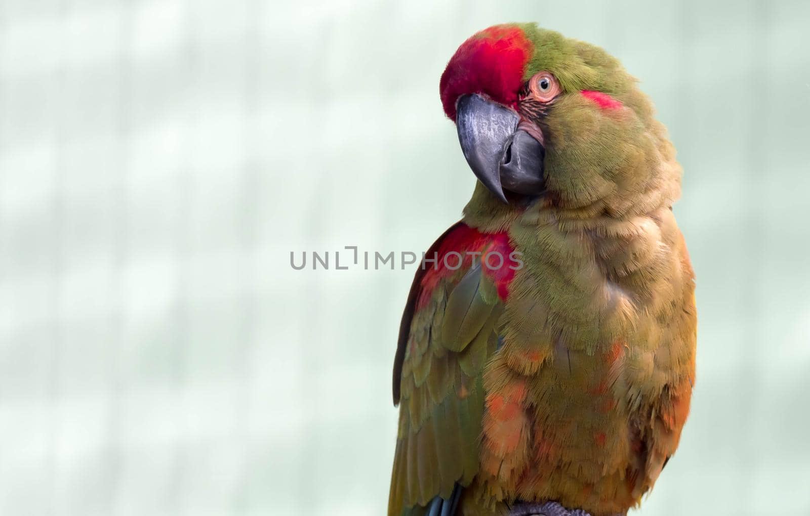 A Red-fronted Macaw, Ara rubrogenys