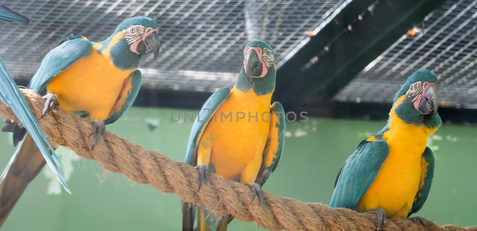 A Flock of Blue-and-yellow macaw (Ara ararauna) South American parrot native to Venezuela, Peru, Brazil, Bolivia, and Paraguay