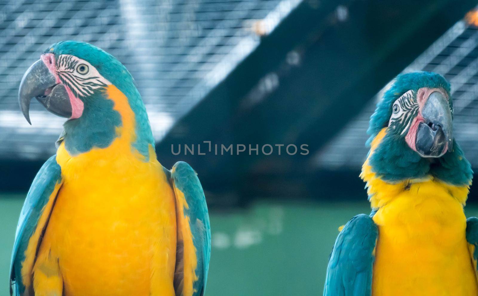 Flock of Blue-and-yellow macaw (Ara ararauna) South American parrot native to Venezuela, Peru, Brazil, Bolivia, and Paraguay by billroque