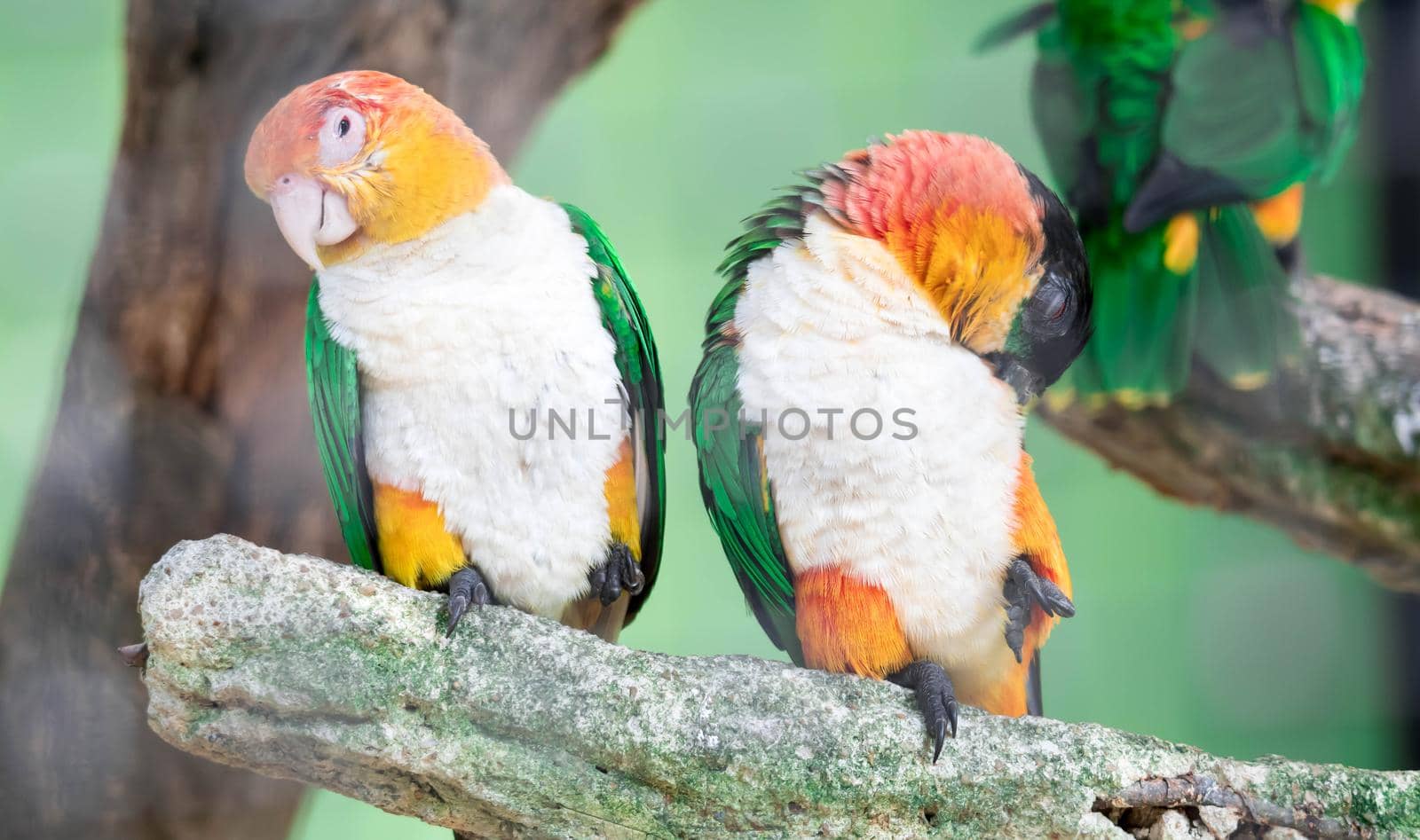 Couple of Caique, White Bellied, Pionites leucogaster, seven-color Parrot