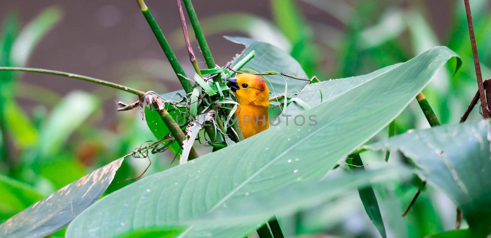 Taveta golden weaver (Ploceus castaneiceps) sitting on a leafstalk