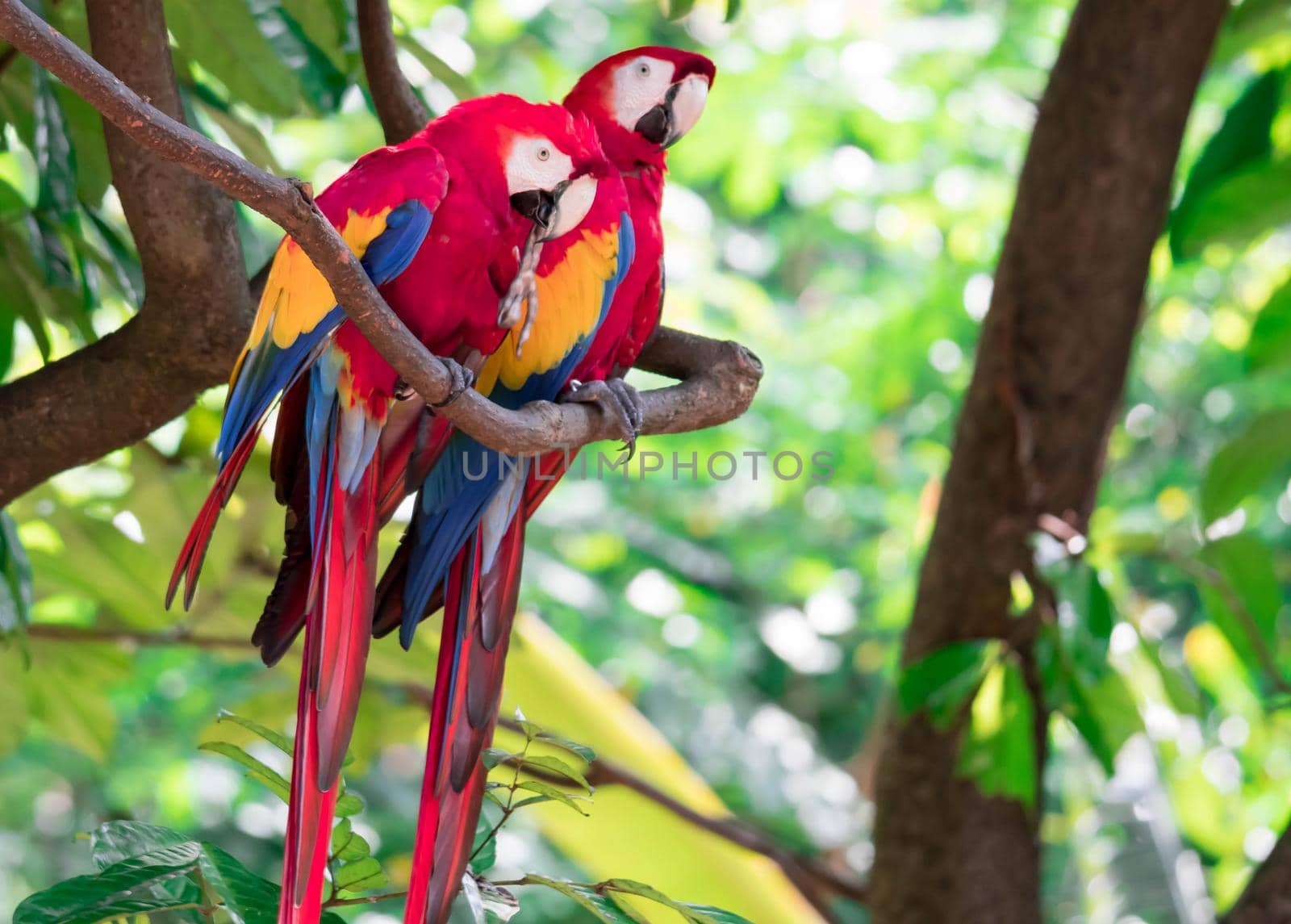 A couple of Scarlett Macaw bird parrot looking curious  by billroque