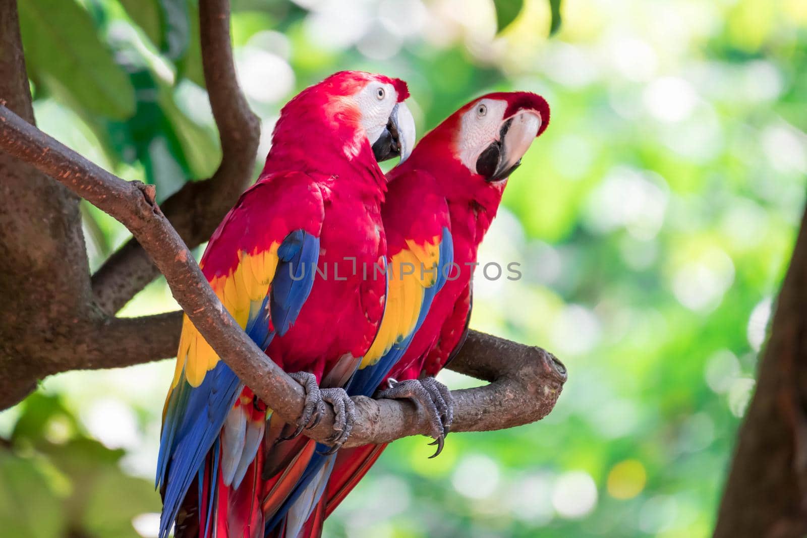 Couple of Scarlett Macaw bird parrot looking curious