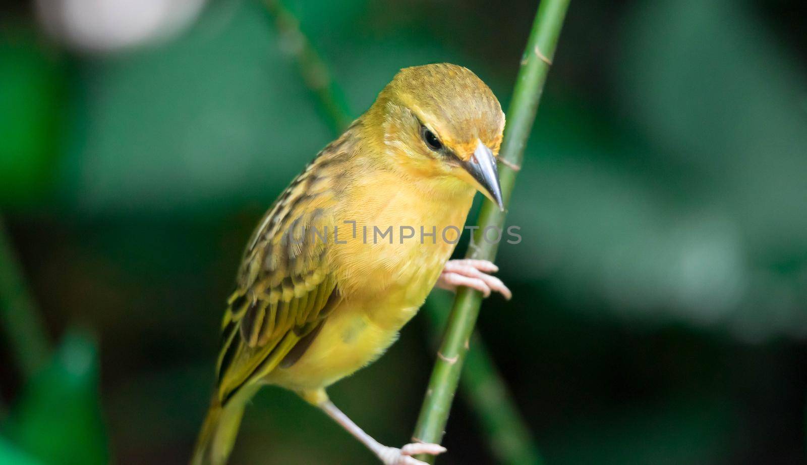 A Purple Finch (Haemorhous purpureus)