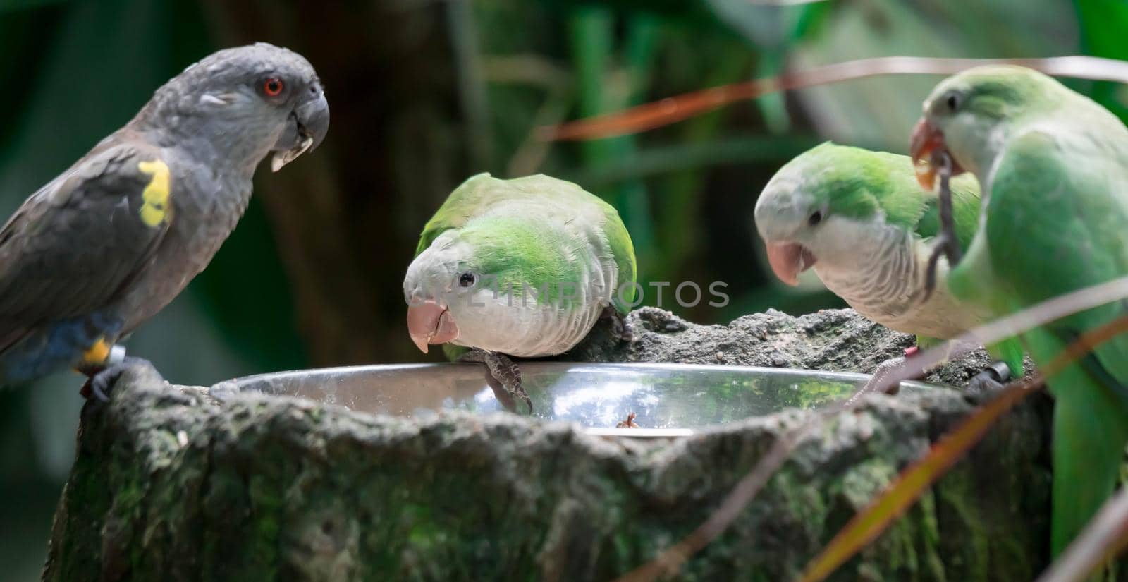 Flock of monk parakeet (Myiopsitta monachus), also known as the Quaker parrot while eating