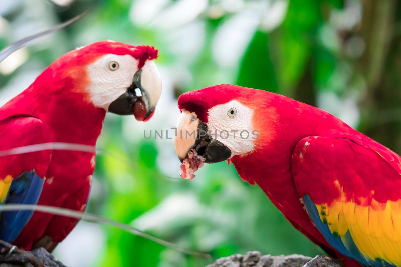 Couple of Scarlett Macaw bird parrot eating
