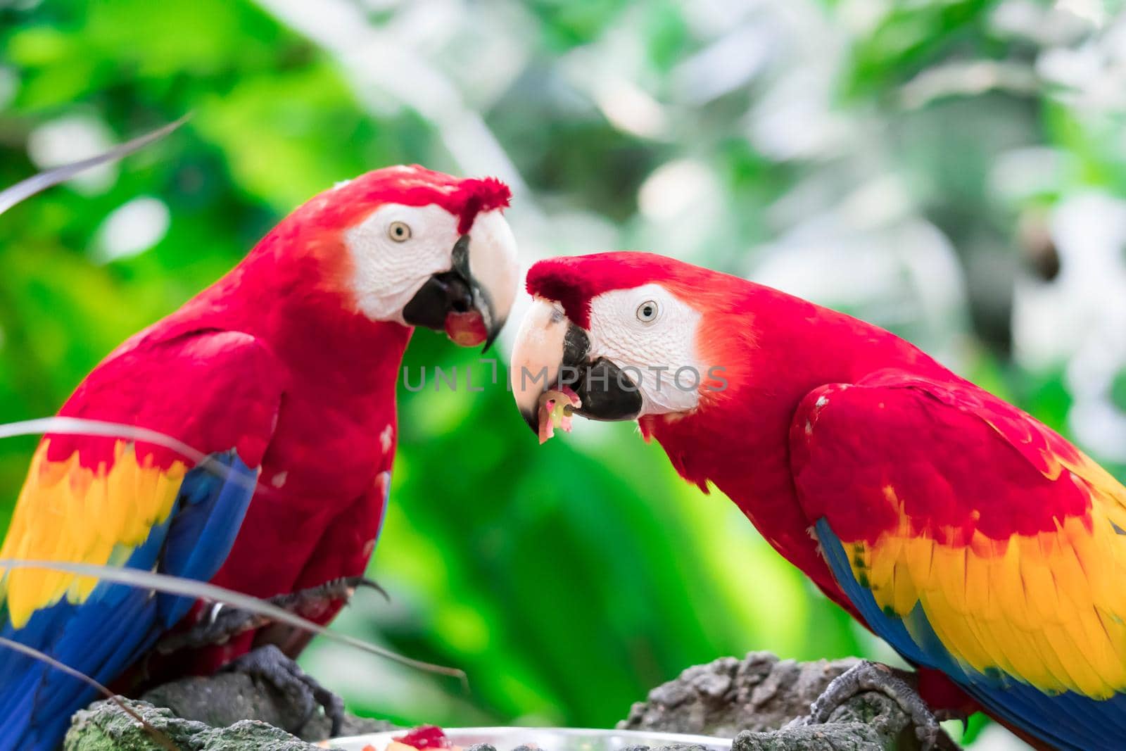 Couple of Scarlett Macaw bird parrot eating