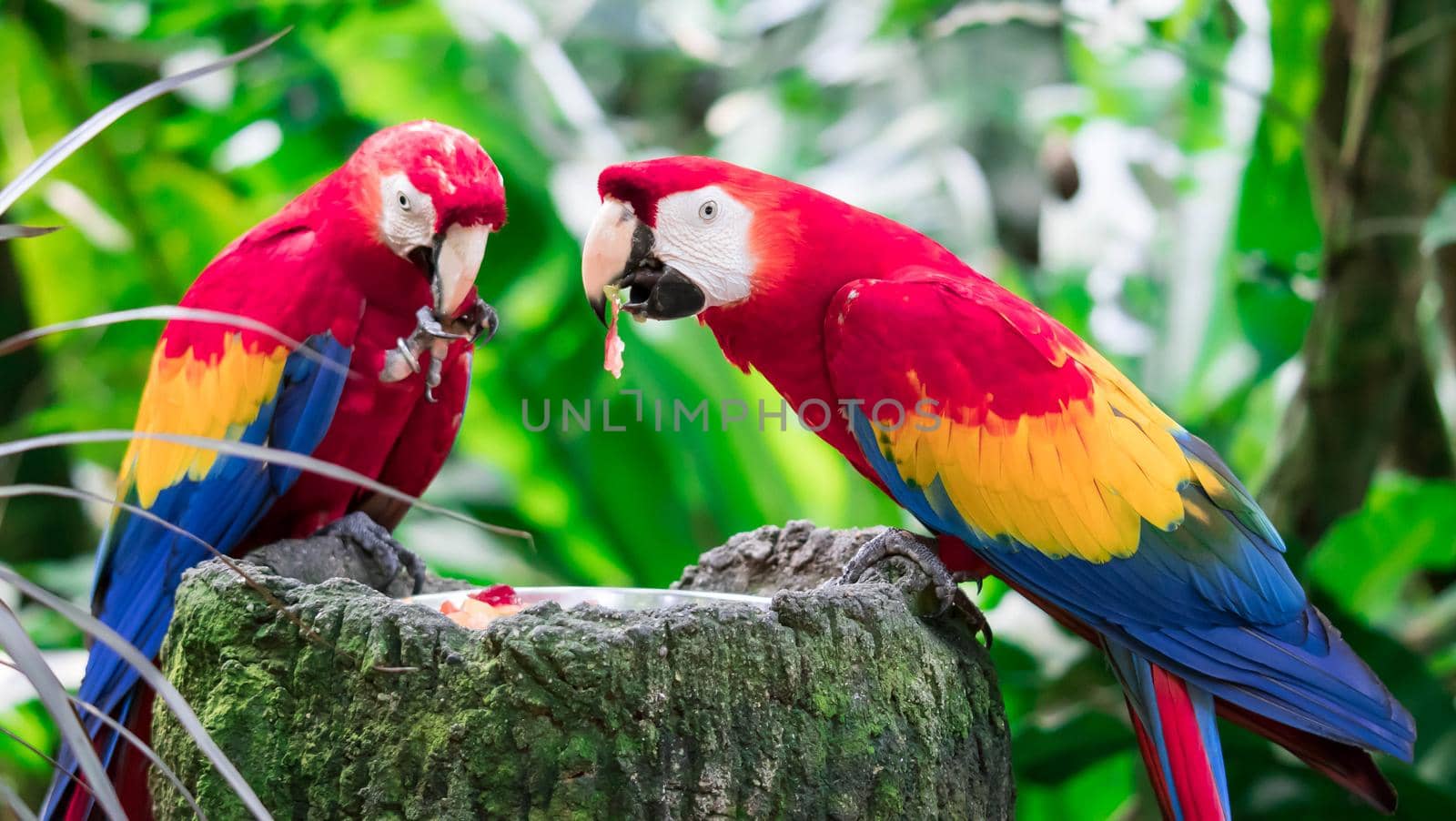 A couple of Scarlett Macaw bird parrot eating by billroque