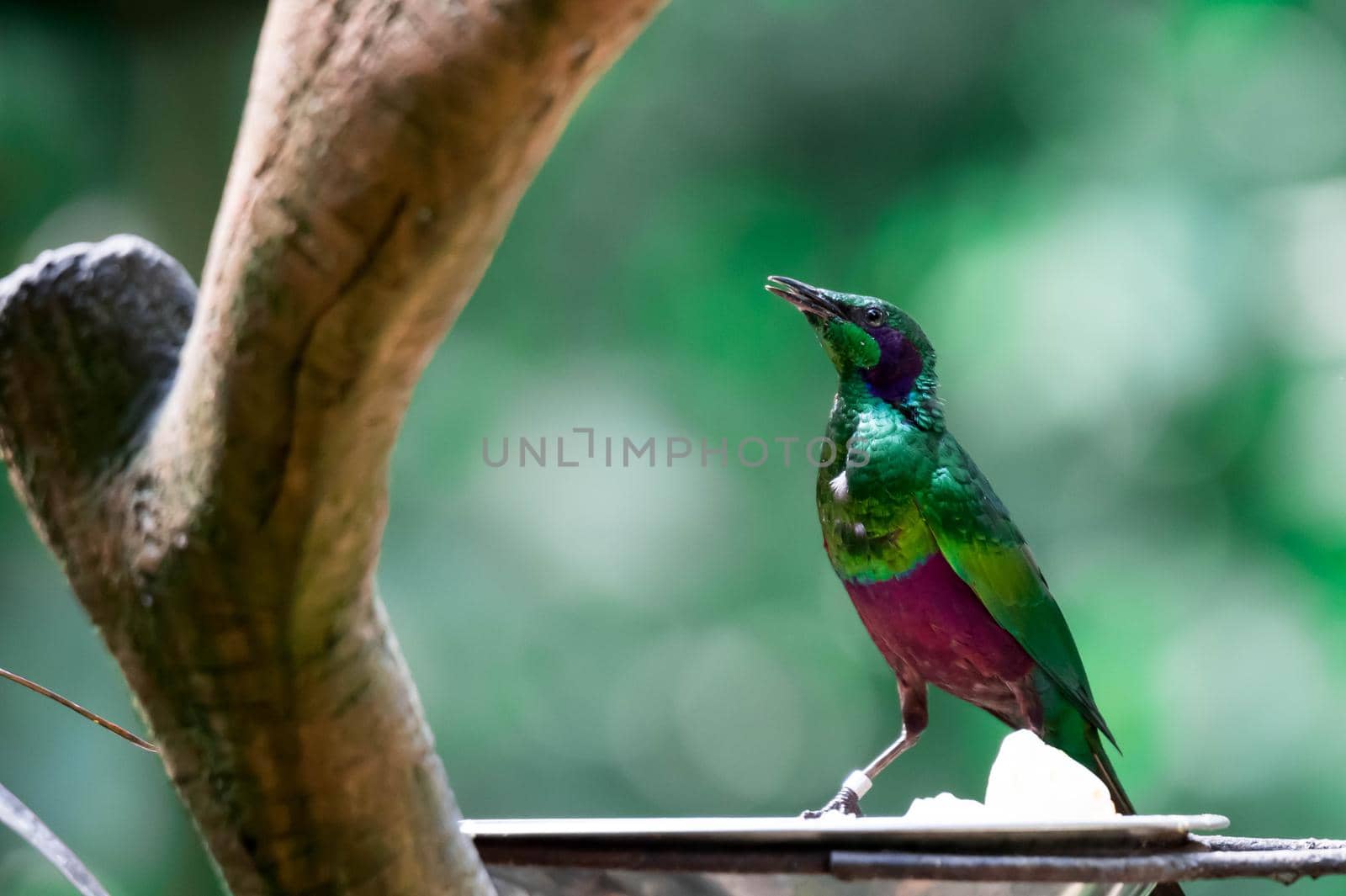 An emerald starling (Lamprotornis iris) is also known as the iris glossy starling. It is found in West Africa in the lowlands and savanna of Cte d'Ivoire, Guinea, and Sierra Leone