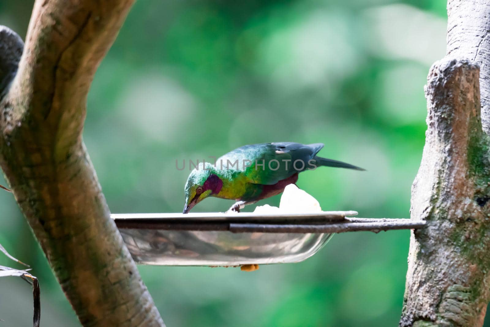 The emerald starling (Lamprotornis iris) is also known as the iris glossy starling. It is found in West Africa in the lowlands and savanna of Cte d'Ivoire, Guinea, and Sierra Leone by billroque