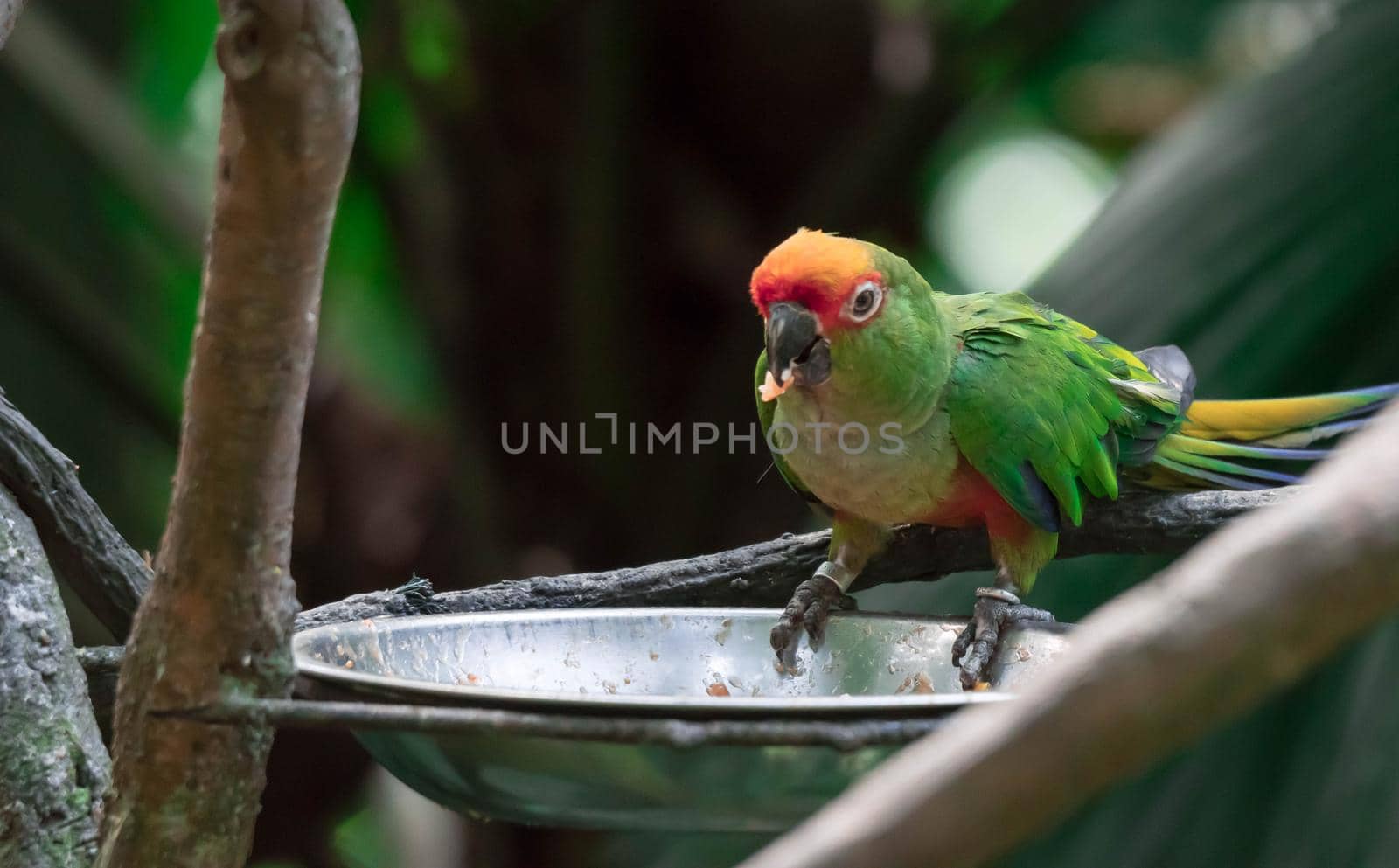 A Red-masked parakeet also known as Red-crowned amazon and Cherry Head Conure