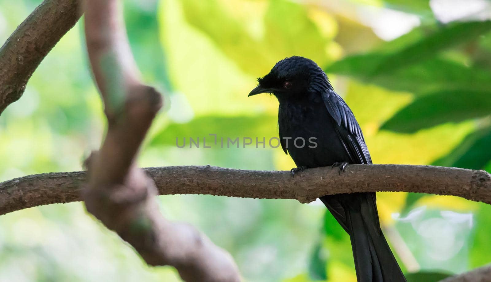A Tristram's Starling / grackle (Onychognathus tristramii). A species of starling native to the Middle East,nesting mainly on rocky cliff faces.