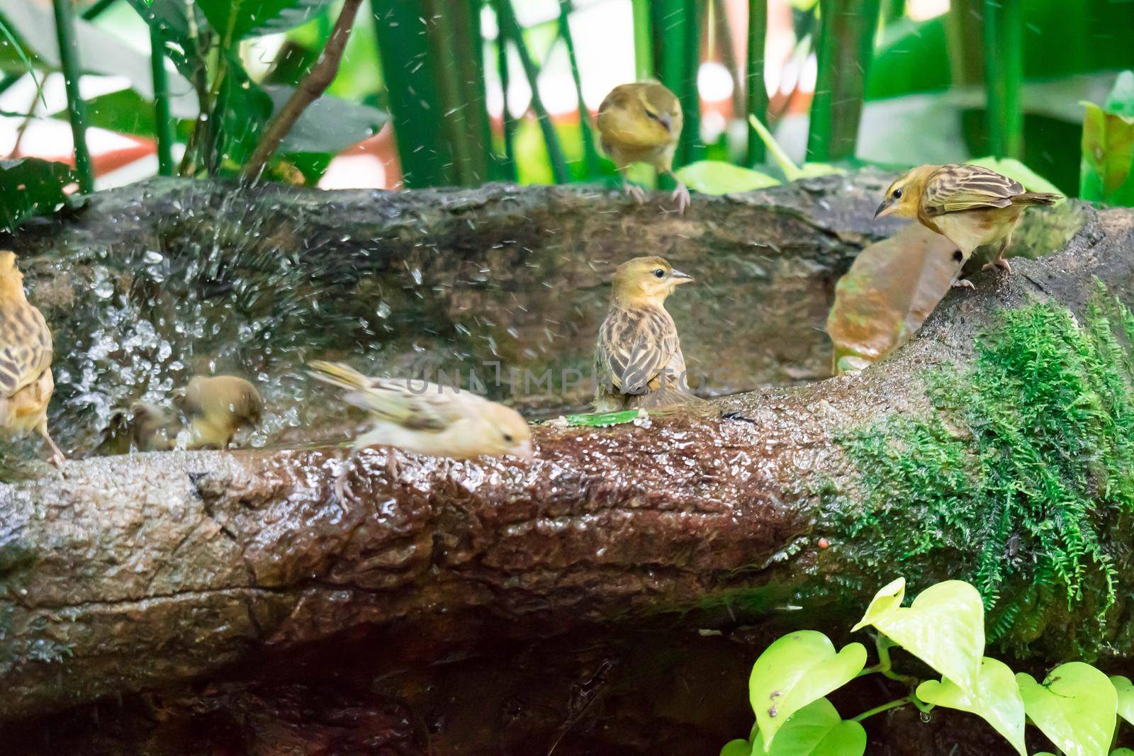 Purple Finch (Haemorhous purpureus) while playing with water by billroque