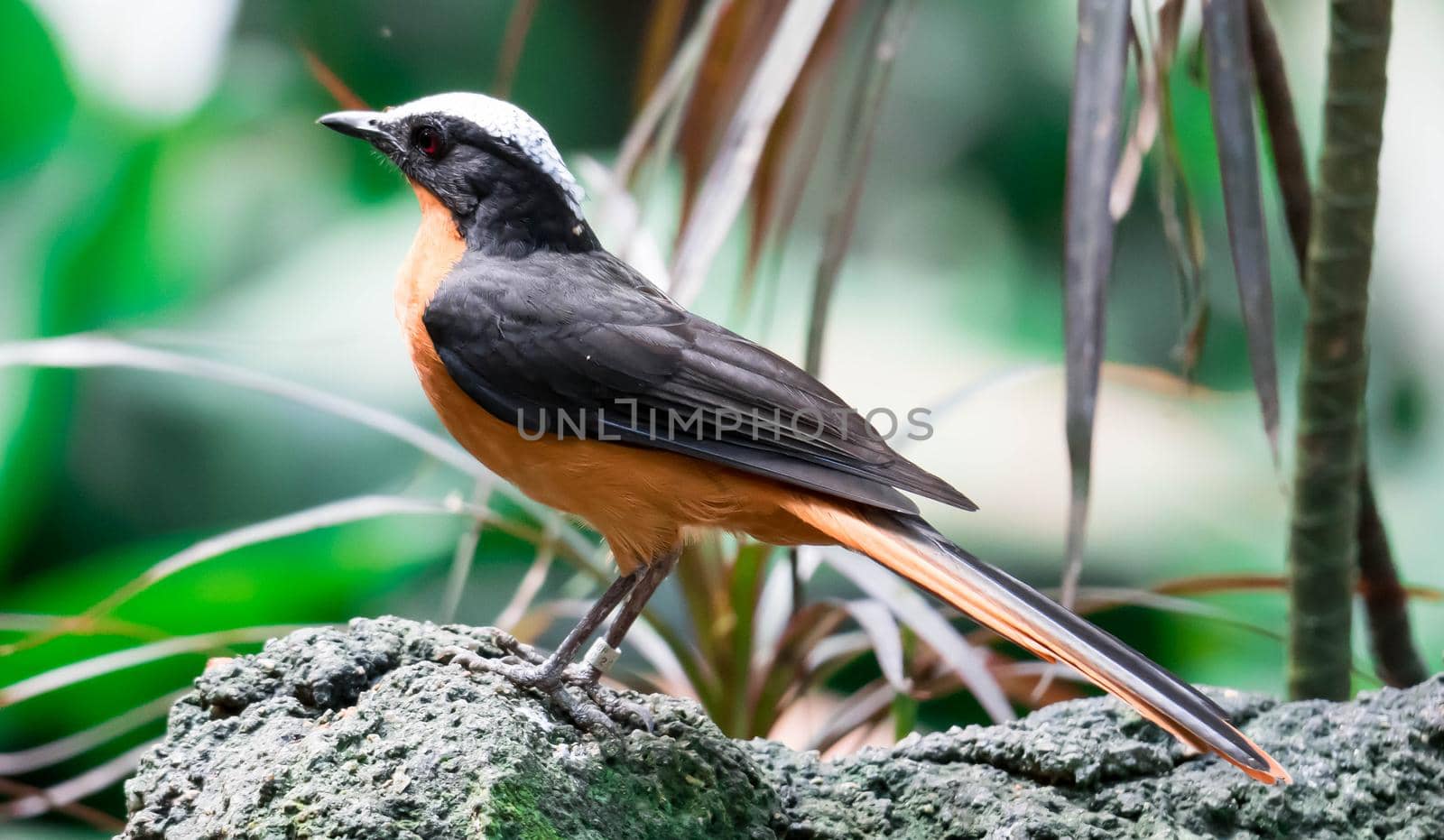 Chorister Robin-chat standing on rock with forest background by billroque